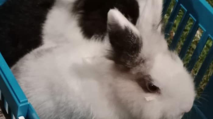 Wo versteckt sich der freche Kerl?