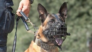 Erfolg für Polizeihund „Hendrix“.