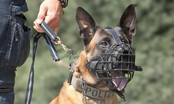 Erfolg für Polizeihund „Hendrix“.