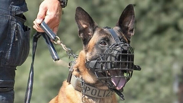 Erfolg für Polizeihund „Hendrix“.