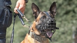 Erfolg für Polizeihund „Hendrix“.