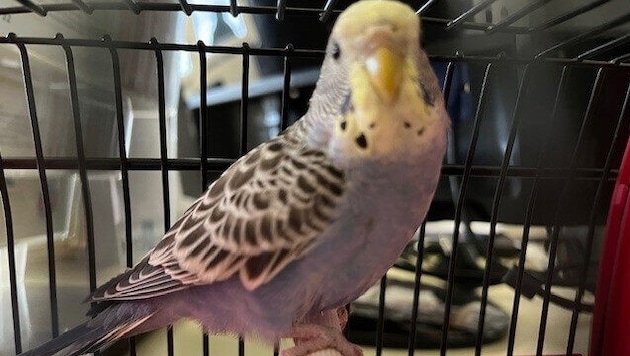 Ein Wellensittich wie dieser wurde von den Polizisten gerettet.
