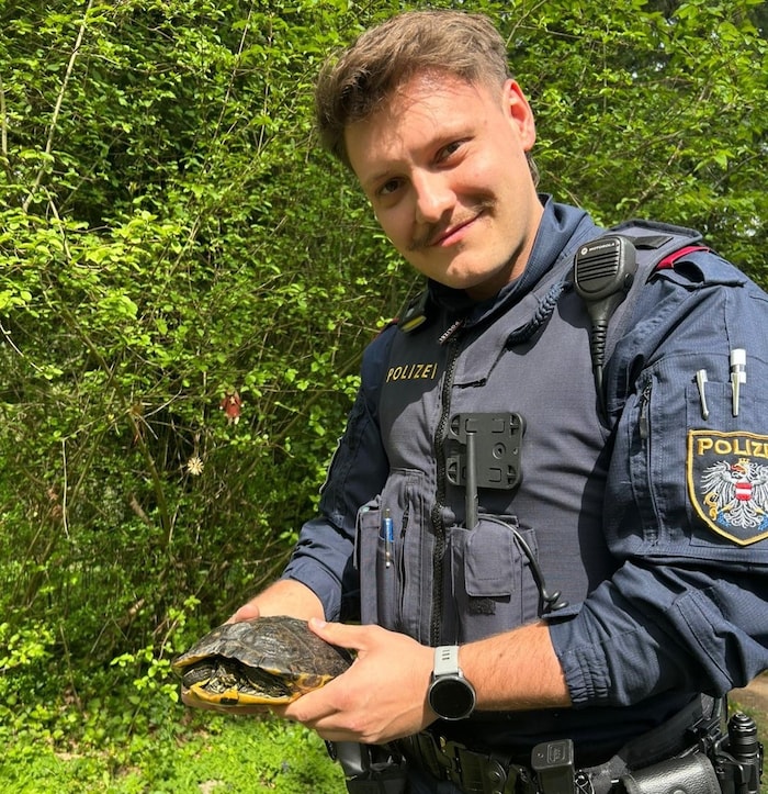 Seltener Fund: Schildkröte in Nofels.