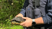 Die gefundene Schildkröte – in sicheren Händen. 