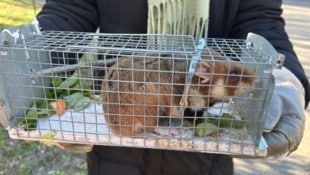 Die offensichtlich gut genährten Hamster bekommen bezugsfertige Bauten.