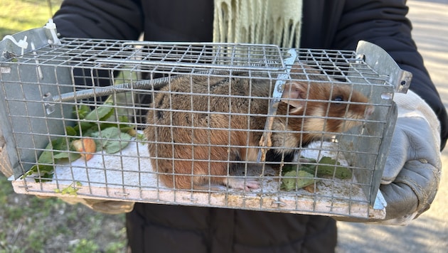 Die offensichtlich gut genährten Hamster bekommen bezugsfertige Bauten.