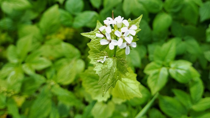 Die Knoblauchsrauke mit ihren weißen, kreuzförmigen Blüten.