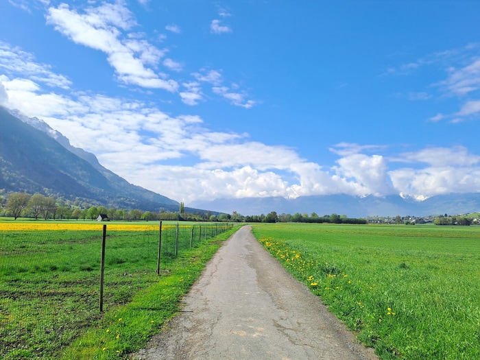 Weg durchs Ried in Richtung Liechtenstein.