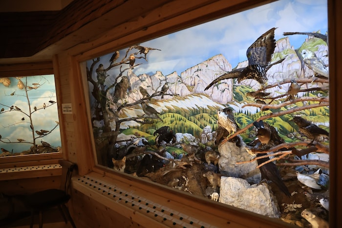 Auch die Sammlung eines Tierpräparators wurde im Museum aufgenommen.