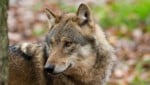 Symbolwolf