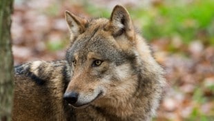 Das „Wolfsgesetz“ hat der Landtag schon vor Tagen verabschiedet. Es sieht vor, dass Isegrim im ...