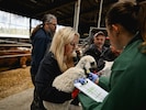 Die Schafe wurden von der Pfotenhilfe Lochen übernommen.