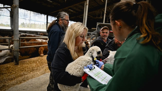 Die Schafe wurden von der Pfotenhilfe Lochen übernommen.