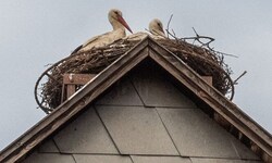 Spät, aber doch, sind die Störche zurückgekehrt. Jetzt bleibt nur mehr zu hoffen, dass sich bald ...