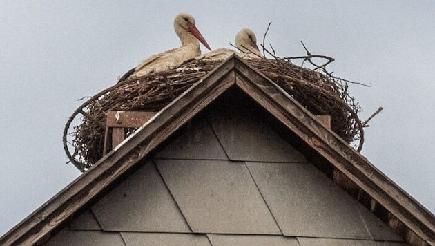 Spät, aber doch, sind die Störche zurückgekehrt. Jetzt bleibt nur mehr zu hoffen, dass sich bald ...