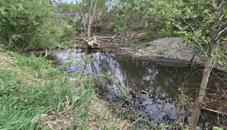 Biberburg im Ortsbach in Donnerskirchen.