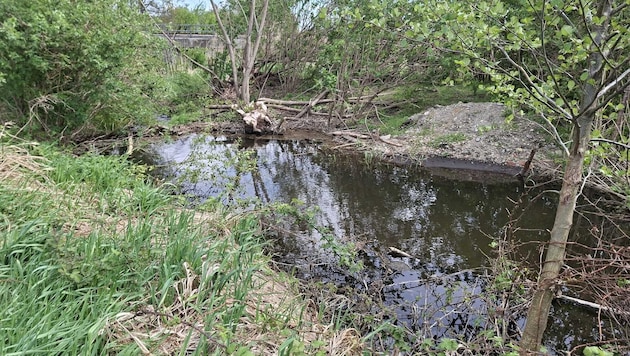 Biberburg im Ortsbach in Donnerskirchen.
