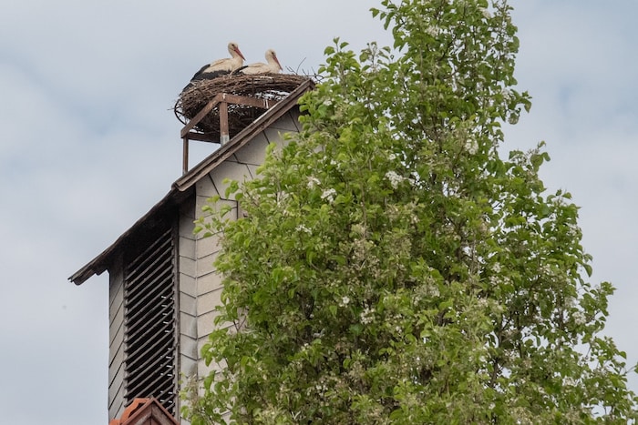 Kuscheln, schnäbeln ..... und hoffen, dass bald Junge kommen.