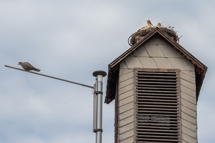 Die Taube interessiert es herzlich wenig, was die beiden Störche in ihrem Nest so treiben.