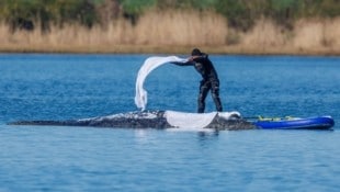 Ein Helfer wirft nasse Tücher zum Schutz der Haut auf den Rücken des festliegenden Buckelwals.