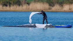 Ein Helfer wirft nasse Tücher zum Schutz der Haut auf den Rücken des festliegenden Buckelwals.