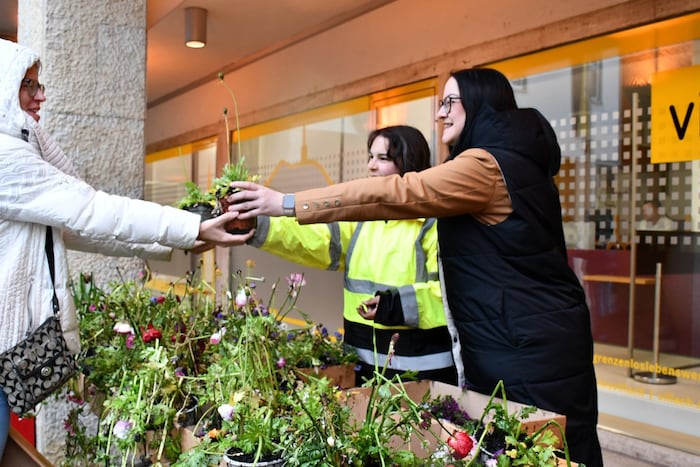Die Blumen der Osterdekoration werden Montag am Rathausplatz verschenkt.