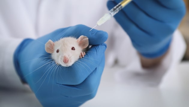 Besonders scharf kritisiert Tierschutz Austria den Einsatz von Tierversuchen in der ...