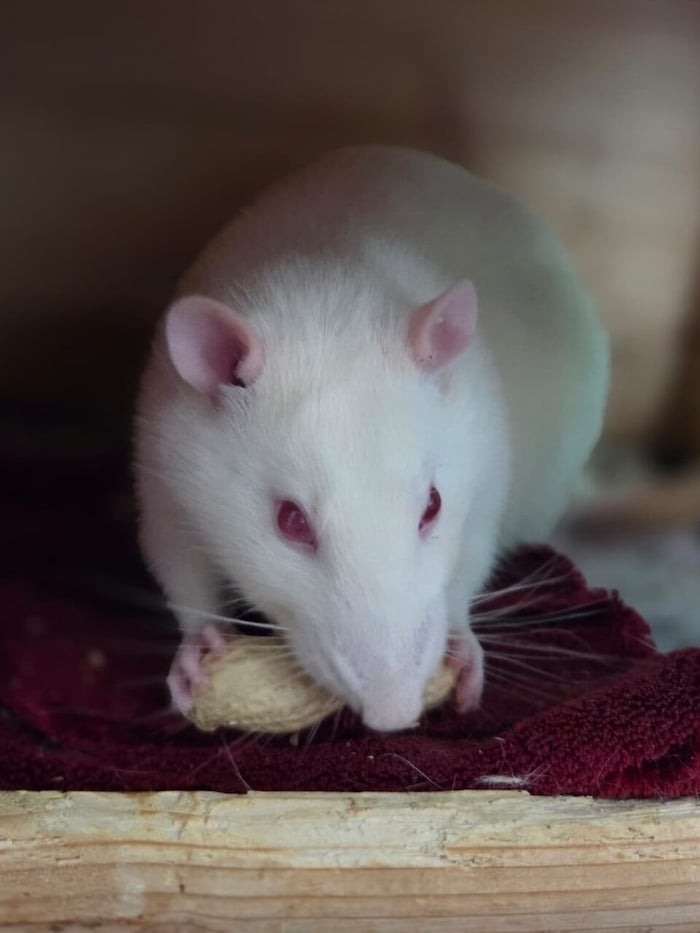 Ratten sind hochintelligent, verspielt und ausgesprochen sozial.