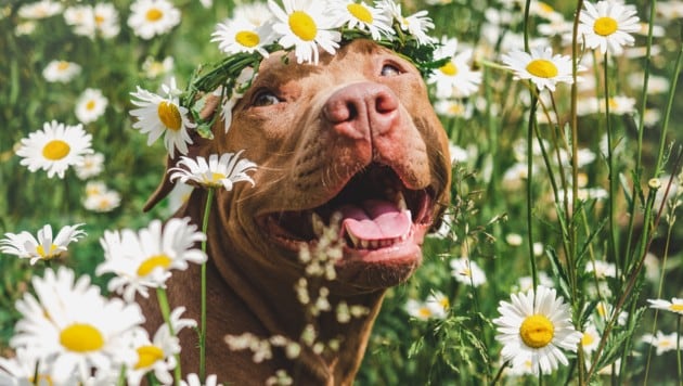 Der kleine Kälteeinbruch ist vorüber: Die Temperaturen steigen wieder auf mehr als 20 Grad an.