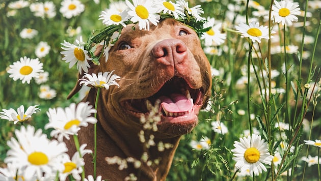 Der kleine Kälteeinbruch ist vorüber: Die Temperaturen steigen wieder auf mehr als 20 Grad an.
