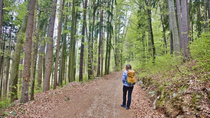 Der Wald erwacht, alles wird grün – der Frühling ist endlich da.