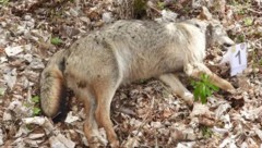 Weitere acht Wölfe wurden in den Abruzzen tot aufgefunden. Die Tiere starben an Vergiftungen, ...
