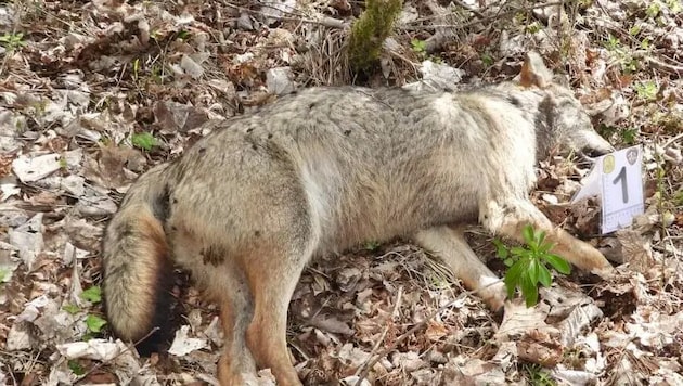 Weitere acht Wölfe wurden in den Abruzzen tot aufgefunden. Die Tiere starben an Vergiftungen, ...