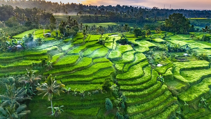 Grüner geht nicht: Reisterrassen in Tagellalang