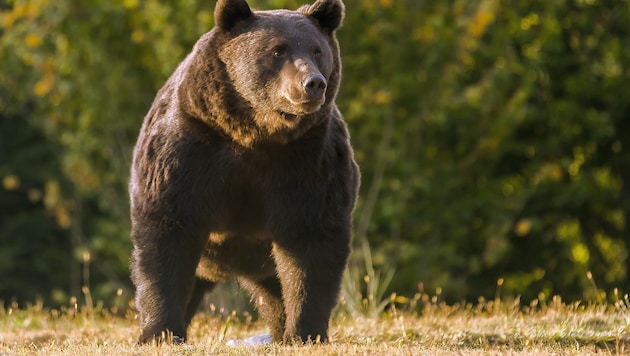 Schock in Bieszczady – die Frau hatte keine Chance (Symbolbild).