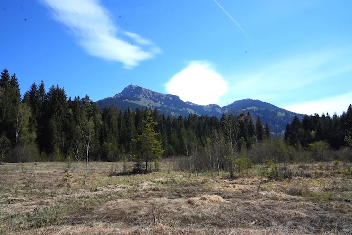 Die „Paradies-Wiese“ mit Blick auf das Kitzbüheler Horn.