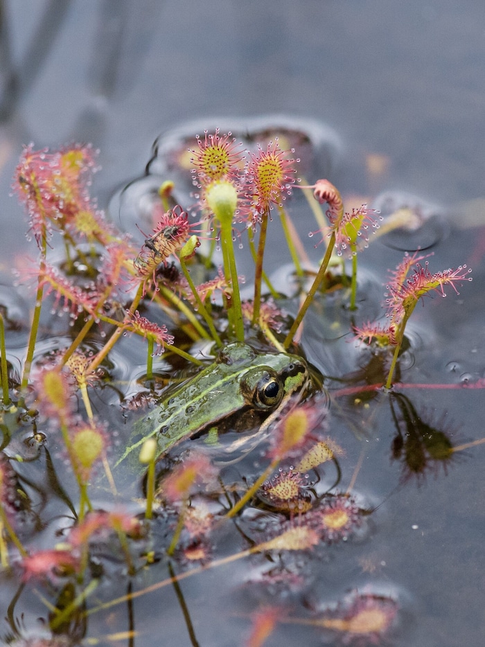 Wer lugt hier hervor? Unter anderem finden Frösche einen Lebensraum, der nun verbessert werden ...