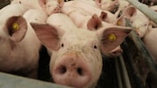 Die Schweine litten furchtbar unter Hunger und Durst, standen im größten Dreck (Symbolbild)