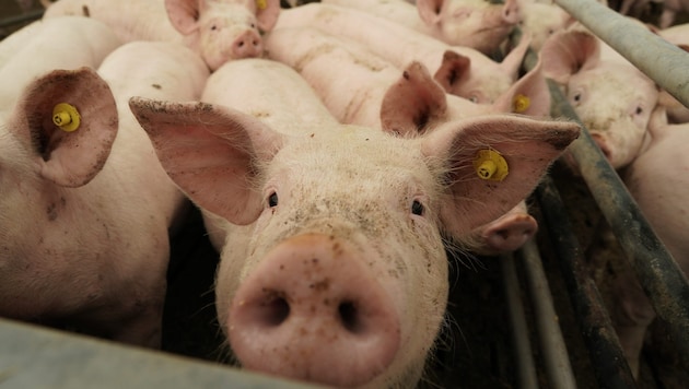Die Schweine litten furchtbar unter Hunger und Durst, standen im größten Dreck (Symbolbild)
