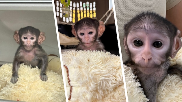 Nach „Punch“ verzückt nun „Yuji“ das Internet.