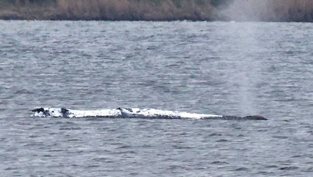 Der rund 12 Tonnen schwere Wal befindet sich derzeit weiter in einer extra angelegten Mulde.