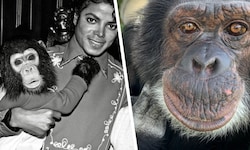 Michale Jacksons „Bubbles“ (links ca. 1986) ist mittlerweile  43 Jahre alt und  lebt seit 21 ...