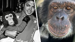 Michale Jacksons „Bubbles“ (links ca. 1986) ist mittlerweile  43 Jahre alt und  lebt seit 21 ...