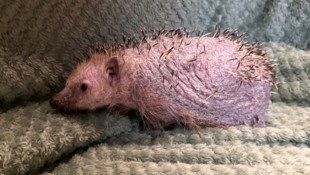 Das arme Tier wird derzeit am Tierschutzhof der Pfotenhilfe aufgepäppelt.