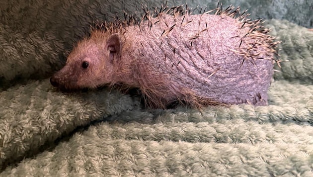 Das arme Tier wird derzeit am Tierschutzhof der Pfotenhilfe aufgepäppelt.