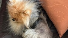„Teddy“ verliert sein komplettes Fell.