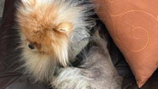 „Teddy“ verliert sein komplettes Fell.