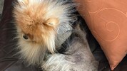 „Teddy“ verliert sein komplettes Fell.