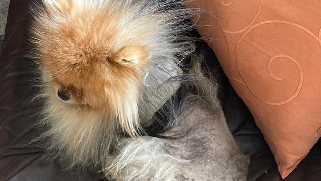 „Teddy“ verliert sein komplettes Fell.
