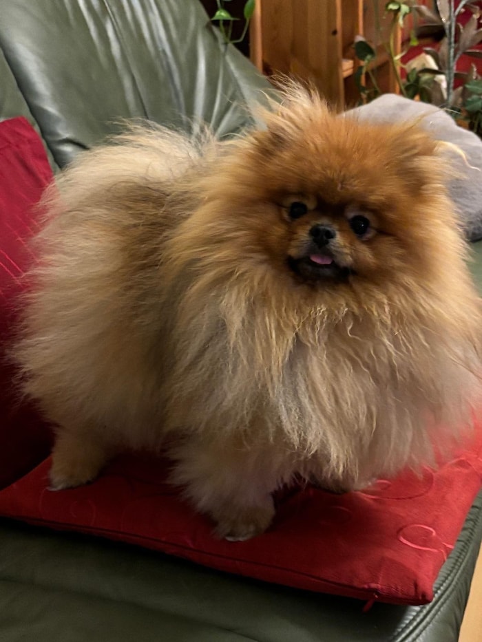 So süß sieht der kleine Pomeranian gesund aus